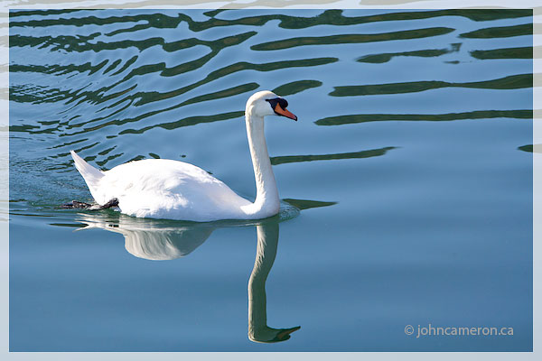 Swan Patrol
