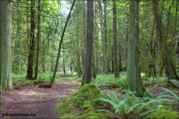 Saltspring Rainforest Trail