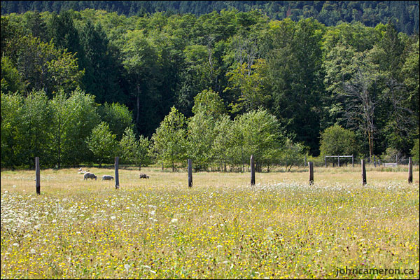 Summer on the Farm