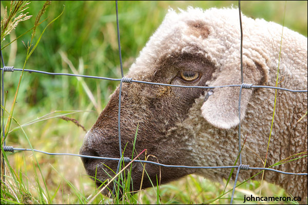 Salt Spring Sheep