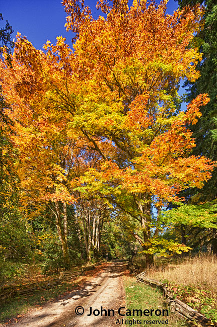 Salt Spring driveway Salt Spring driveway