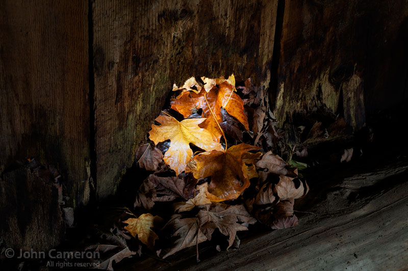 fall leaves in old salt spring barn fall leaves in old saltspring barn