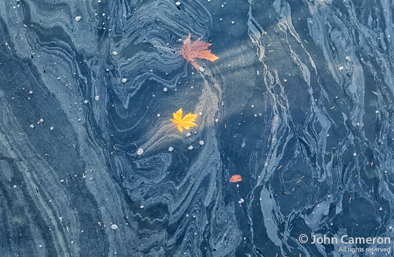 leaves in the water, john cameron leaves in the water, john cameron
