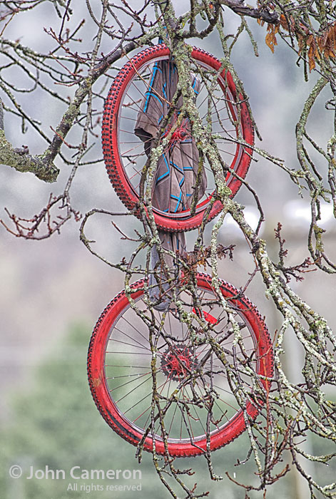 more tree hanging