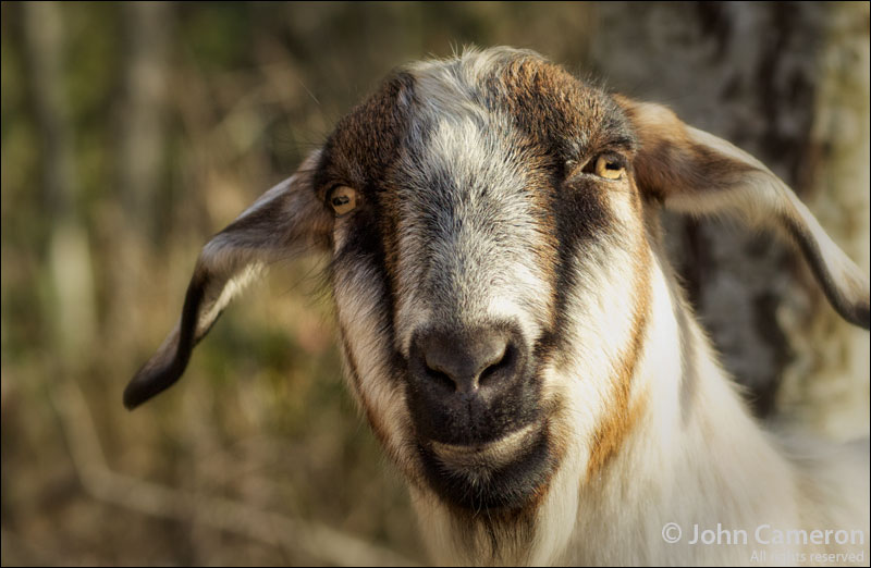 Salt Spring Portrait