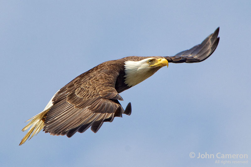 Salt Spring Eagle