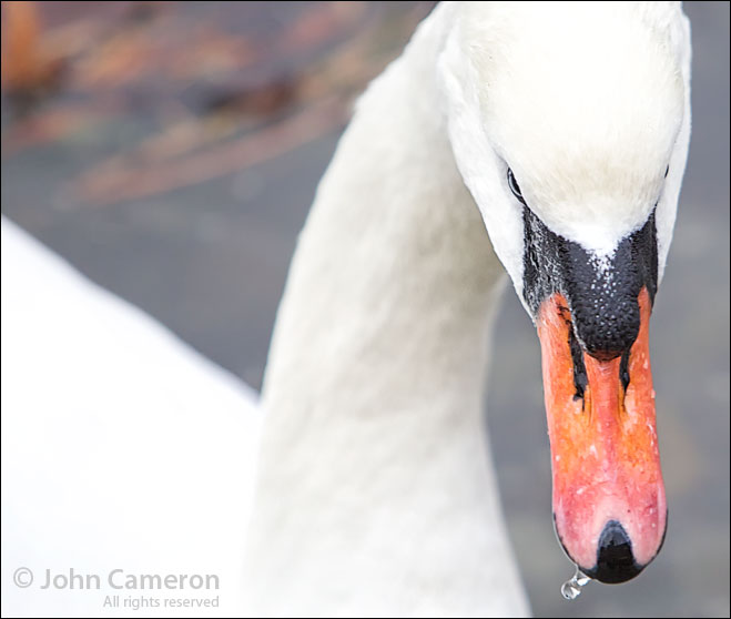 Mute Swan in Ganges Harbour, British Columbia Mute Swan in Ganges Harbour