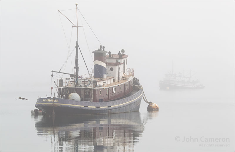 Seahorse and Breeze in the fog Seahorse and Breeze in the fog