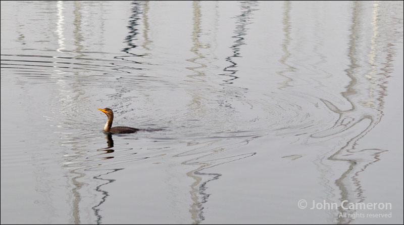 The Solo Swimmer 2