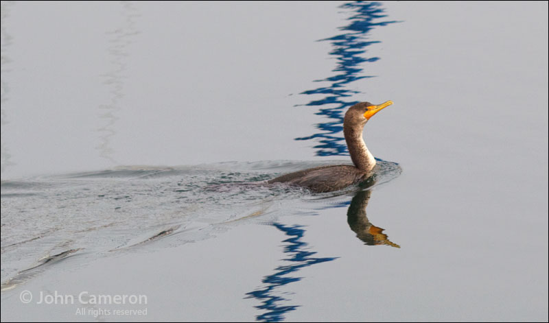 The Solo Swimmer 3