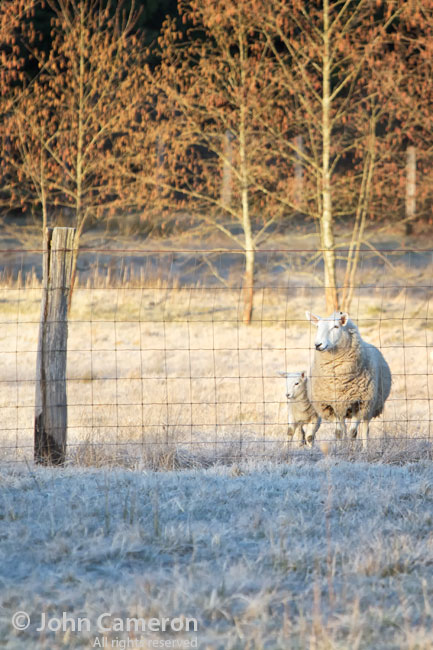 Salt Spring Sheep at sunrise Salt Spring Sheep at sunrise