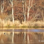 Duck on lake in early morning light