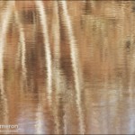 lake reflection on salt spring island