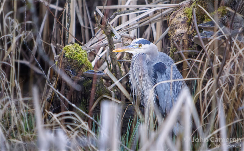 great blue heron on Salt Spring © John Cameron great blue heron on Salt Spring
