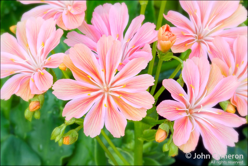 pink flower pink flower
