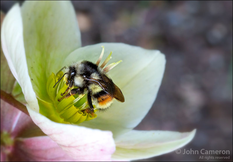 Bee at work Bee at work