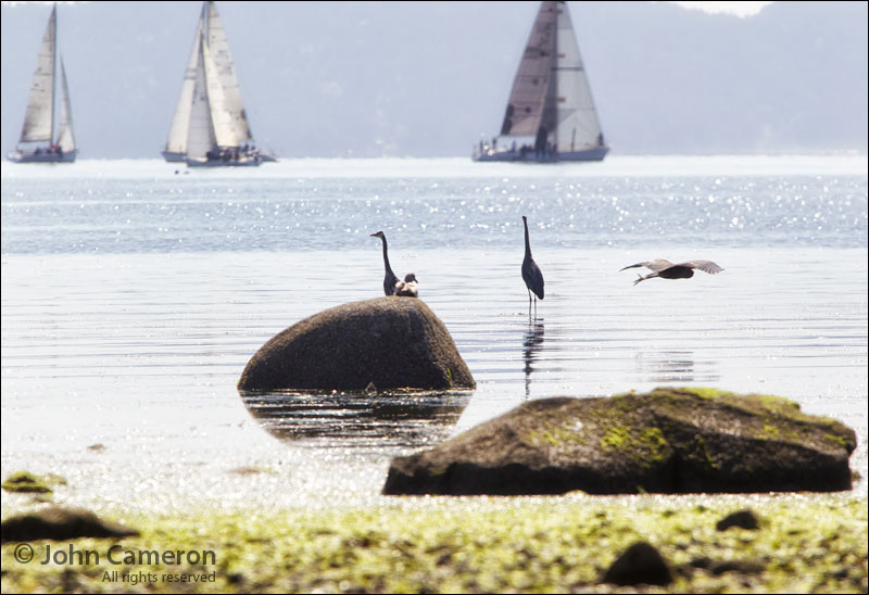 Wildlife watching the RSI 2012 race Wildlife watches the annual Round Salt Spring sailing race