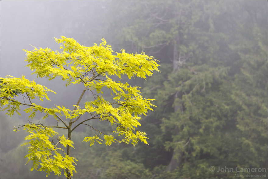 Fog Green