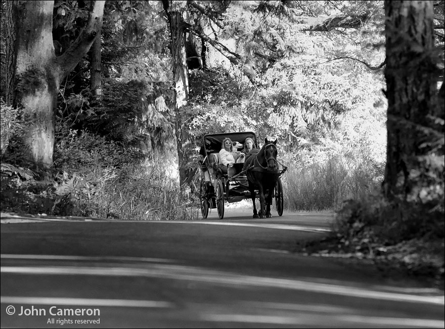 Horse carriage on Upper Ganges Road Horse carriage on Upper Ganges Road