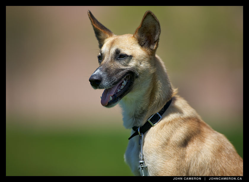 Soccer Dog